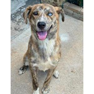 2nd Image of Unknown, Found Dog