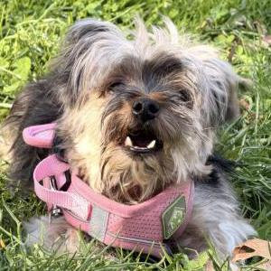 Image of Chloe Maldonado, Lost Dog