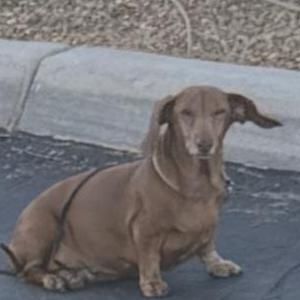 Image of Cassia, Lost Dog
