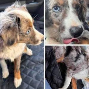 Lost 1 Puppy puppy (New Jersey)