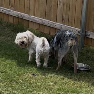 Image of Snowflake, Lost Dog
