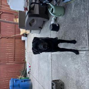 Image of Unknown, Found Dog