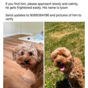 Image of Tyson, Lost Dog