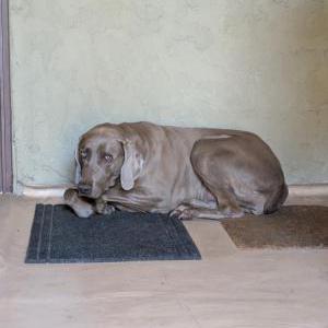 Image of Unknown, Found Dog