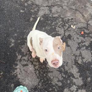 Image of unknown, Found Dog