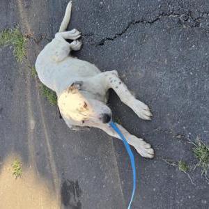 Image of unknown, Found Dog