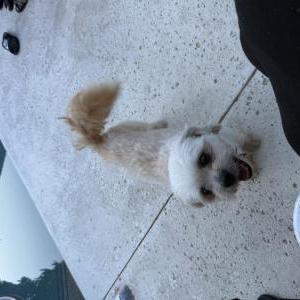 Image of Unknown, Found Dog