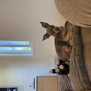 Image of Walter, Lost Dog