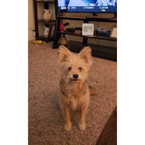 Image of Trixie, Lost Dog