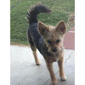 2nd Image of Trixie, Lost Dog