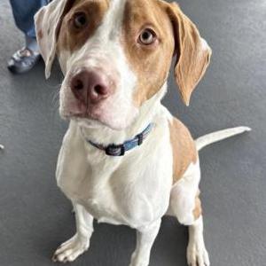 Image of Dexter, Lost Dog