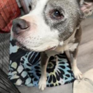 Image of Unknown, Found Dog