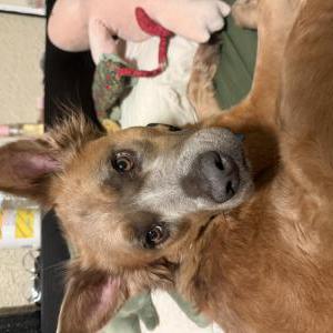 Image of Gatsby, Lost Dog