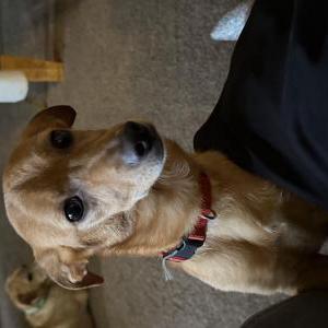 Image of Marley, Lost Dog