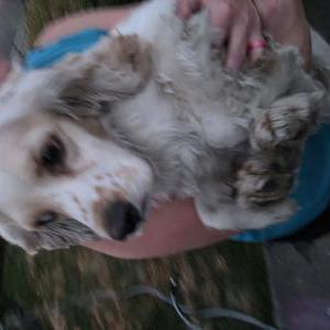 Found Dog Unknown