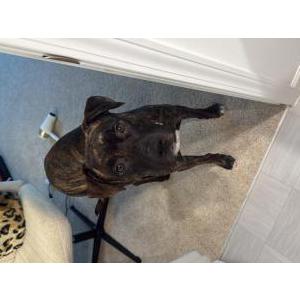 Image of Unkown, Found Dog