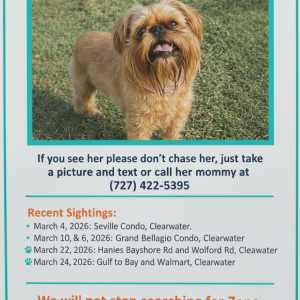 Image of Zena, Lost Dog