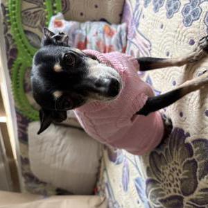 Image of Mosa, Lost Dog