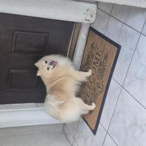 Image of Unknown, Found Dog