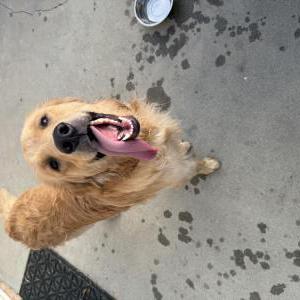 Image of N/A, Found Dog