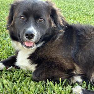 Image of Fluffy, Lost Dog
