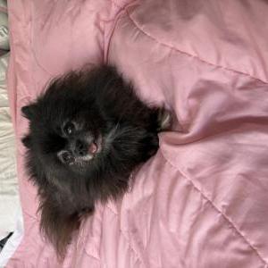 Image of Misty, Lost Dog