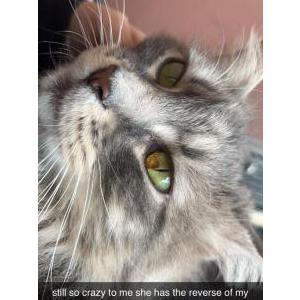 2nd Image of Missy, Lost Cat