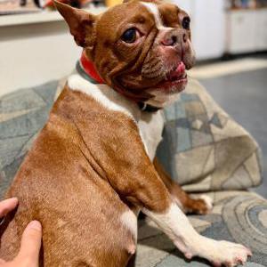 Lost 1 LUCY (NY)