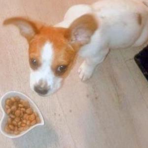 Image of Bambi, Lost Dog
