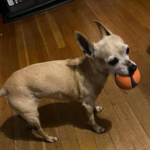 Image of Quannah, Lost Dog