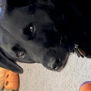 Image of Allie, Lost Dog