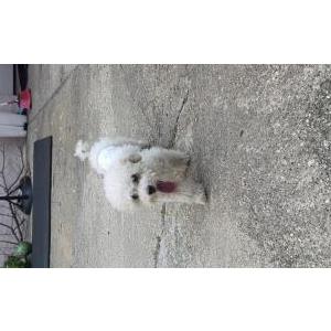Image of Unknown, Found Dog
