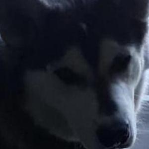 Lost 1 Loki (NV)
