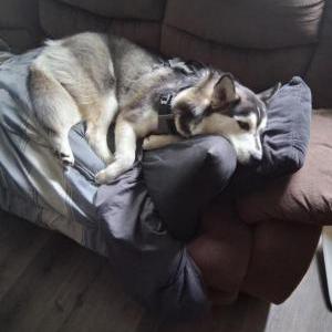 2nd Image of Loki, Lost Dog