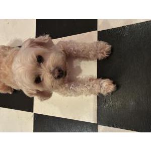 Image of Billy, Lost Dog