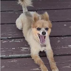 Image of Sophie, Lost Dog