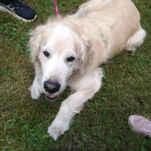 Found Dog Unknown