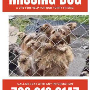 Image of Cookie and candy, Lost Dog