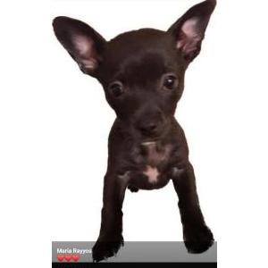 Image of Kehlani, Lost Dog
