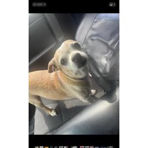 Lost 1 Rocco (California)