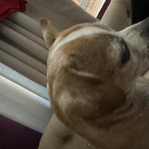 2nd Image of Rocco, Lost Dog