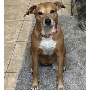 Lost Dog Malibu