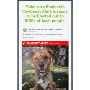 Image of Khaleesi, Lost Dog