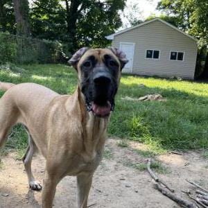 Lost Dog Benny