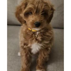 Lost Dog Harley