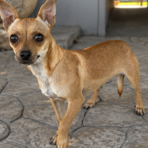 Image of Unknown, Found Dog