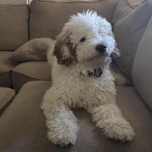 Image of Oliver, Lost Dog