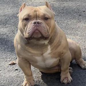 Image of Legend, Lost Dog