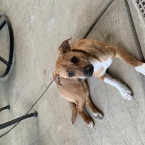 Image of Sheila /Daisy, Lost Dog