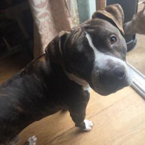 Image of Max, Lost Dog